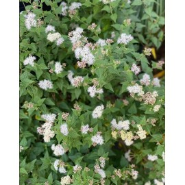 Abre Camino (Road Opener) Stick for Prosperity and Spiritual Cleansing use in