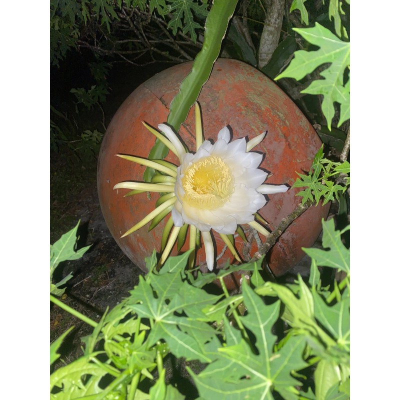 Cactus 2X Queen 12" CACTUS ORCHIDs NIGHT BLOOMING CEREUS