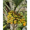 Fresh Pindo Palm | Jelly Palm | Butia Odorata |
