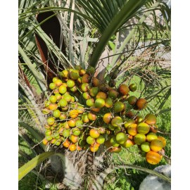 Fresh Pindo Palm | Jelly Palm | Butia Odorata | 10 Fresh Seeds | Cold Hardy palms
