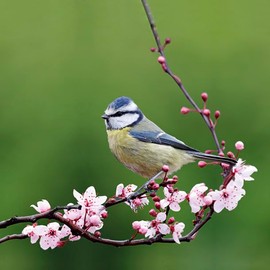 Tangoo Scented Greeting Cards - Blue Tit Blossom - Four Greeting Cards with Envelopes Blank for Your Own Message Size 15.5 x 15.5 cm