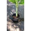 Tree Cold Hardy, Rajapuri Banana Tree, Live Plant, Fruit Bearing