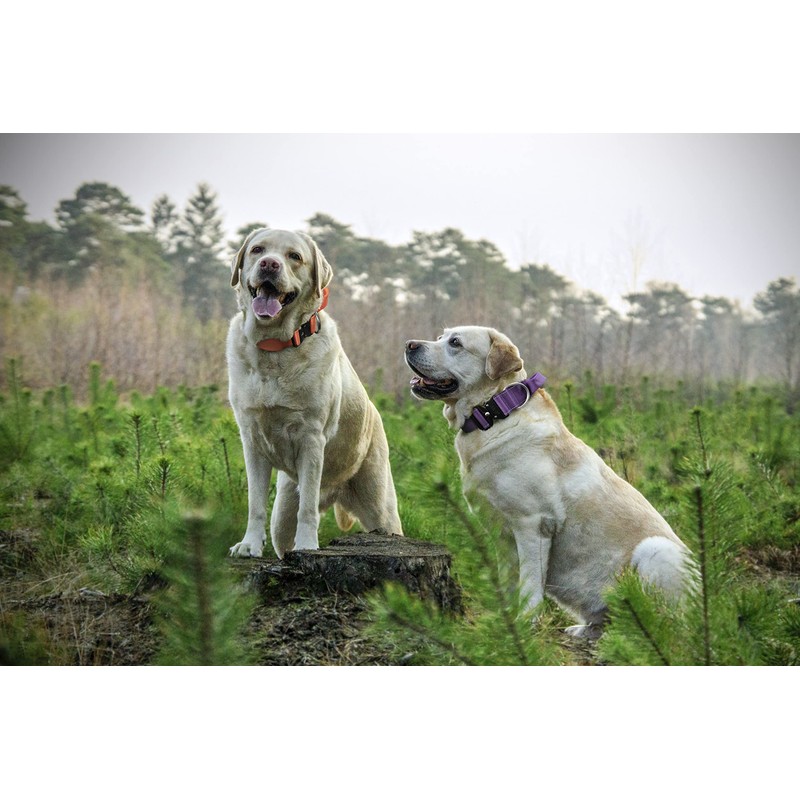 A K9 Bully Dog Tactical Combat Dog Collar with Control