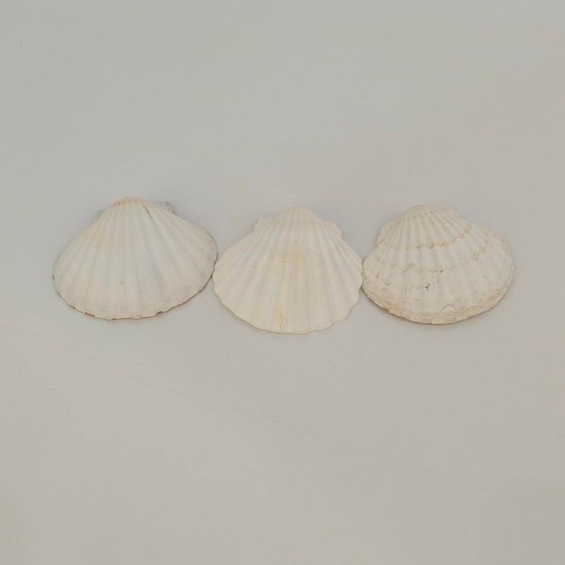 Scallop Shells Sea Shells Decoration, for Baking Shells, Vase Fillers,