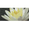 Pepita Needlepoint Canvas: Water Lily, 12" x 9"