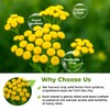 3 oz. Dried Tansy Flowers Herb Tea (Tanacetum Vulgare L.)