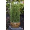 Native Horsetail (Equisetum hyemale) 15 Stems
