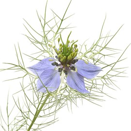 Black Cumin Oil 500 mg High Dose 360 Softgel Capsules - Contains Many Unsaturated Fatty Acids, Vitamins and Minerals - No Artificial Additives - No GMO