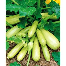KIRA SEEDS - Seeds Zucchini Bush King 35 Days - Heirloom Vegetable - GMO Free