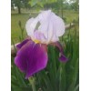 Fresh 6 BEARDED IRIS PLANTS RHIZOMES FRESH MIXED VARIETIES