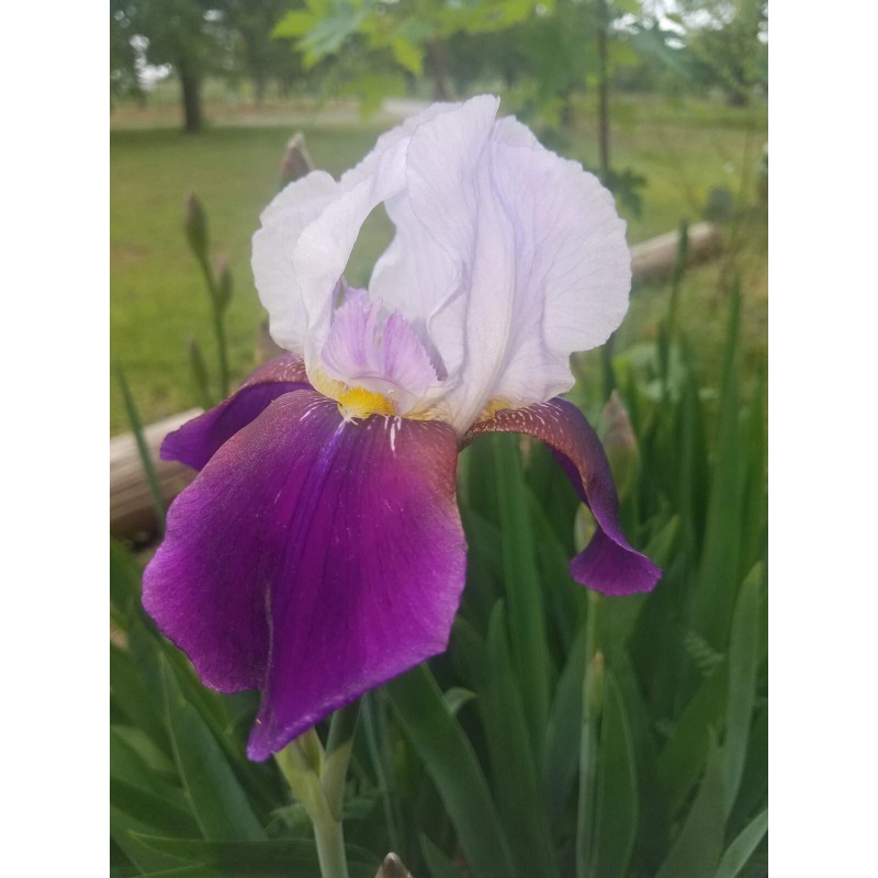 Fresh 6 BEARDED IRIS PLANTS RHIZOMES FRESH MIXED VARIETIES