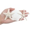 TaoQ C 15 PCS Starfish and Scallop Shells, 5cm-10cm Natural