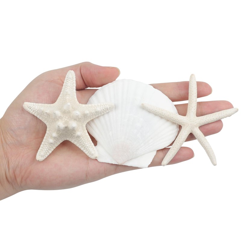 TaoQ C 15 PCS Starfish and Scallop Shells, 5cm-10cm Natural