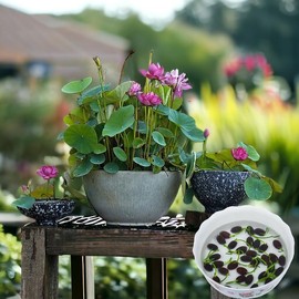 15pcs Germinated Lotus Seeds, Ready to Plant - Mixed Color Bonsai Bowl Lotus for Indoor & Outdoor Aquatic Gardens, Includes Planting Guide, Easy Growth (Germinated Lotus Seeds (Ready to Plant))