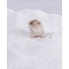 Niteangel Hamster Desert Bath Sand | No-Dust Bath or Potty