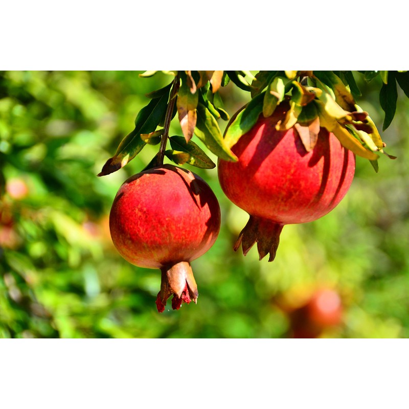 OFLORALE Pomegranate Molasses, 12.35 oz, 100% Natural, No Added Sugar,