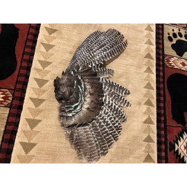 Eastern Wild Turkey Wing