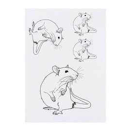 Azeeda 4 x 'Schnüffelratte' Temporäre Tattoos - Wasserfest, Hautfreundlich & Ungiftig · Transfers in Verschiedenen Größen (TO00043975)