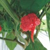 Carolina Reaper, Super Spicy Ichimi Pepper, 0.4 oz (12 g)