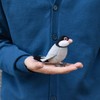 13 Java Sparrow