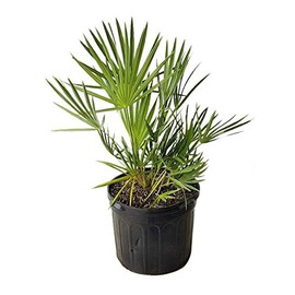 Wekiva Foliage Green Saw Palmetto - 5 Live Plants in 4 Inch Growers Pots - Serenoa Repens 'Green' - Native Ornamental Palms from Florida