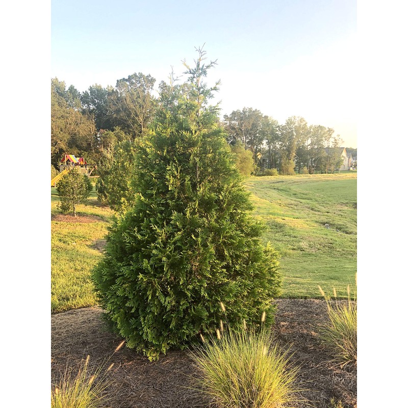 Shrub Giant Arborvitae 2.25 Gal, Green Foliage
