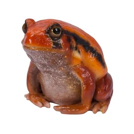 Uvia Red Tomato Frog H20198 2.4 x 2.1 inches (6.2 x 5.7 x 5.3 cm) Doll Figurine Figurine Animal Garden Decoration Frog