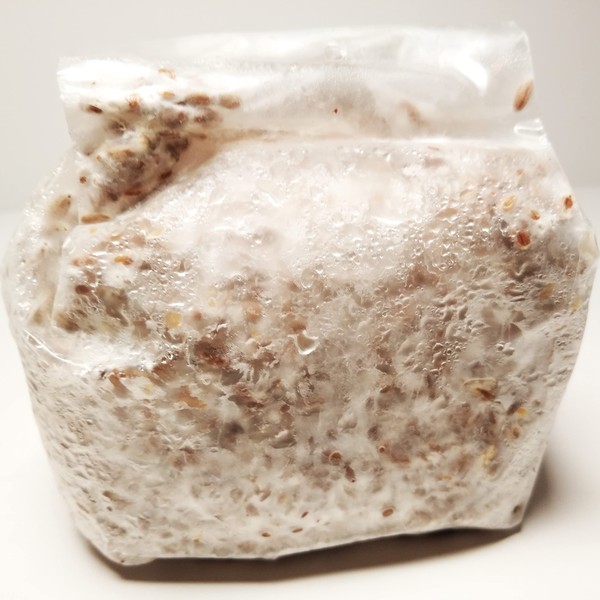 Liquid Fungi Phoenix Oyster Mushroom Grain Spawn - 1 lb.