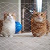 Anti Cat Net Balcony Protective Net UV Resistance Nylon Pet