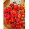 Carolina REAPER Super HOT Pepper Seeds Unique Creek Homestead Certified