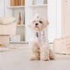 BINGPET Dog Collar Bandana Lead Set, Dog Collar, Includes Bell,
