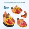 SFXYJ 3X Enlarged Anatomical Heart Model,3-Part Removable with Ventricles Atria