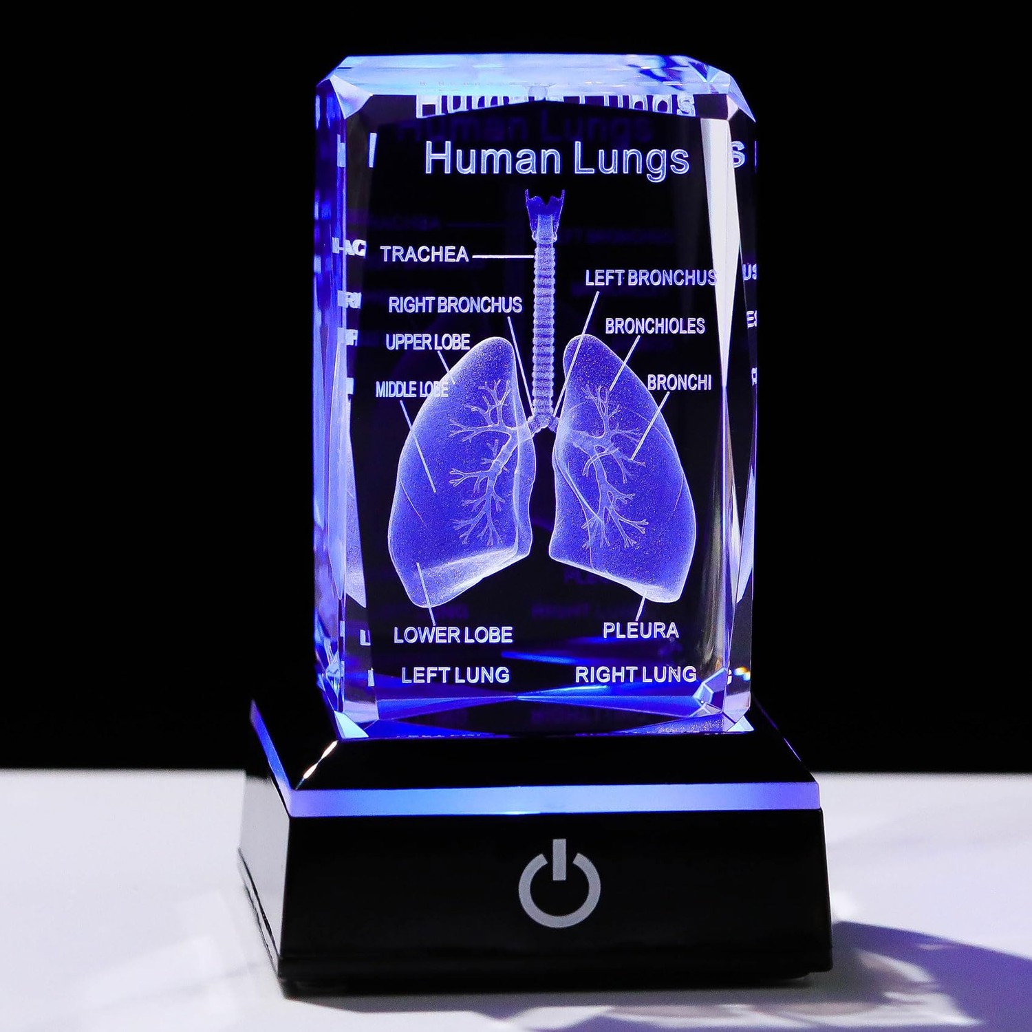 Movdyka 3D Human Lung Model Doctor Gifts for Men, Laser Etched ...
