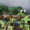 Luimode Automatic Watering System, Plants, Automatic Water Supply, Water Supply