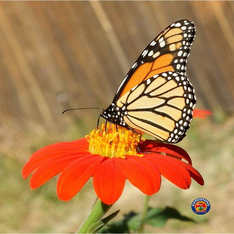 250 Mexican Sunflower Tithonia Rotundifolia Flower Seeds