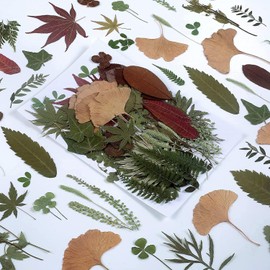 100 PCS Real Dried Pressed Greenery Leaves Natural Plant Herbarium for DIY Resin Mold Jewelry Making Craft (20 Styles)
