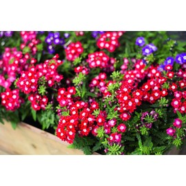 NIKA SEEDS - Seeds Flowers Verbena Hybrid Mix - 125 Seeds