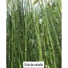 Shampoo Vandé Capilar Caballo Y Biotina 20 L.
