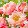 100+ Mixed Colorful Peony Flower Seeds for Planting- Peony Flower