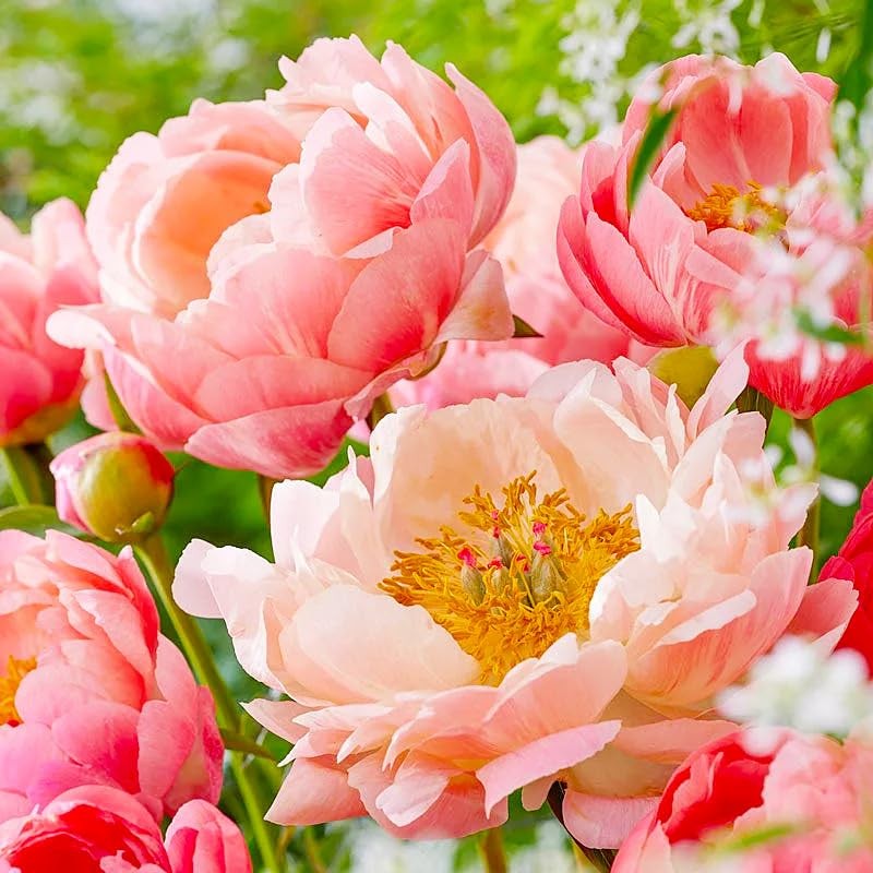 100+ Mixed Colorful Peony Flower Seeds for Planting- Peony Flower