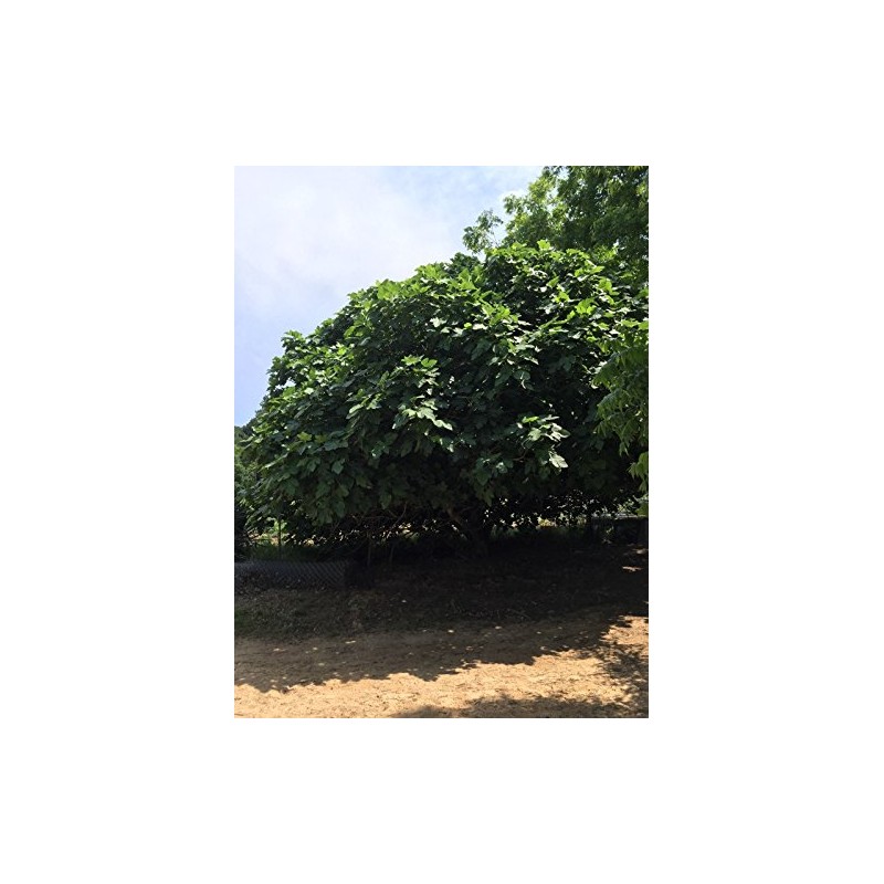 Brown Turkey Fig Tree - 5 Cuttings. Cold Hardy Zone