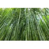Giant Bamboo Seeds for Planting - 500+ Giant Green Bamboo