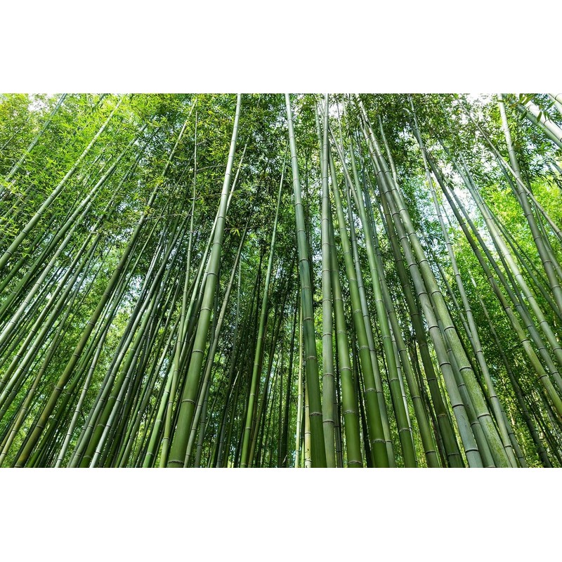 Giant Bamboo Seeds for Planting - 500+ Giant Green Bamboo