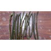 Ficus White Kadota Fig cuttings - 2 Cuttings - PLUS