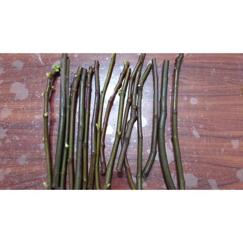 Ficus White Kadota Fig cuttings - 2 Cuttings - PLUS