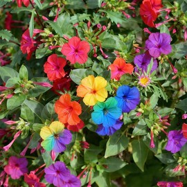 80+ Four O'clock Flower Seeds for Planting - Mix Color Mirabilis Jalapa Flower Seeds Tropical Ornaments
