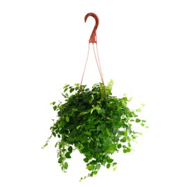 Shop Succulents Ficus Repens Creeping Fig, Live Indoor Plant, Low Maintenance Trailing Houseplant, Ideal for Home Decor, Office, and Room Enhancement, 6 Inch Nursery Pot
