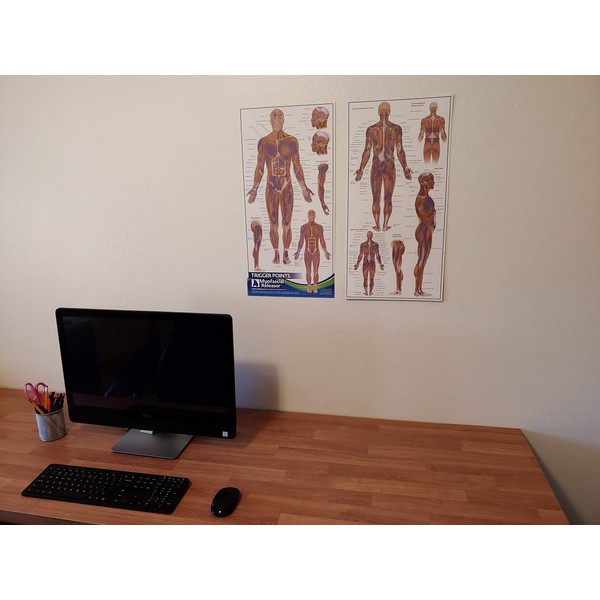 Dos mapas de anatomía de punto de activación, póster de pared de oficina médica para referencia por terapeutas de masaje, fisioterapeutas, quiroprácticos, entrenadores, punto de presión y tabla de dolor referido