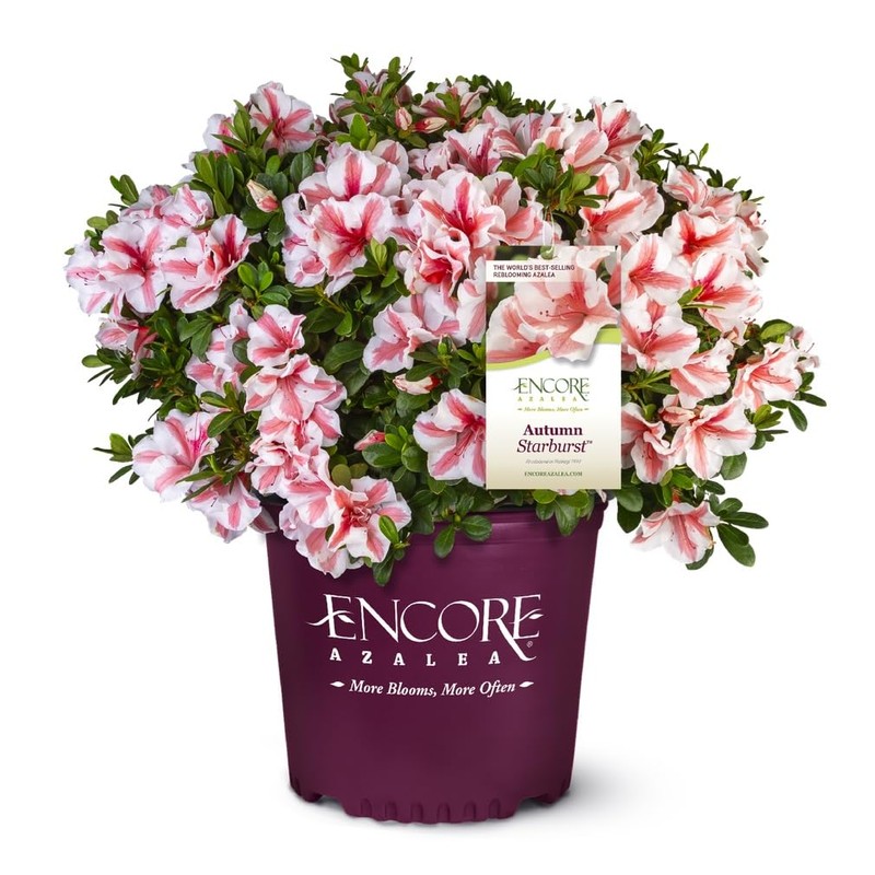 Encore Azalea Autumn Starburst (1 Gallon) Multi-Color Flowering Shrub -