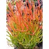 Sticks on Fire Pencil Cactus Euphorbia Tirucalli Succulent Starter Fresh